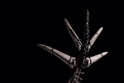 Аукција скелета стегосауруса