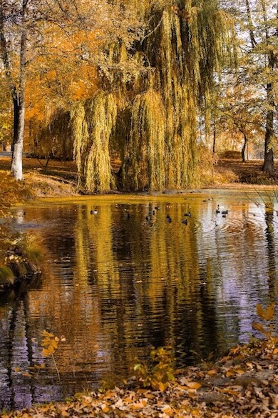 Птице у парку Manor House Spa