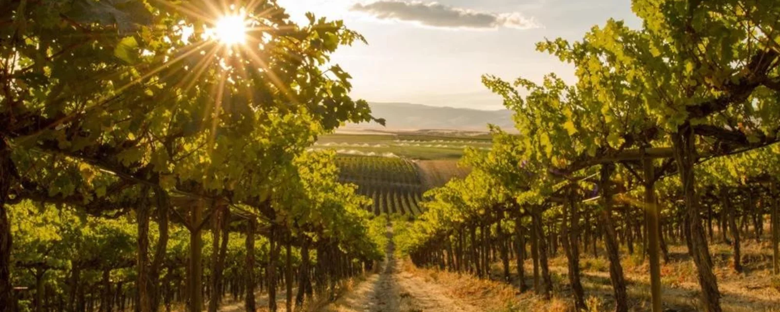 Виноградарник у Пољској